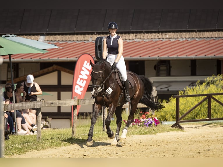 Holsteiner Wallach 17 Jahre 175 cm Schwarzbrauner in Melle