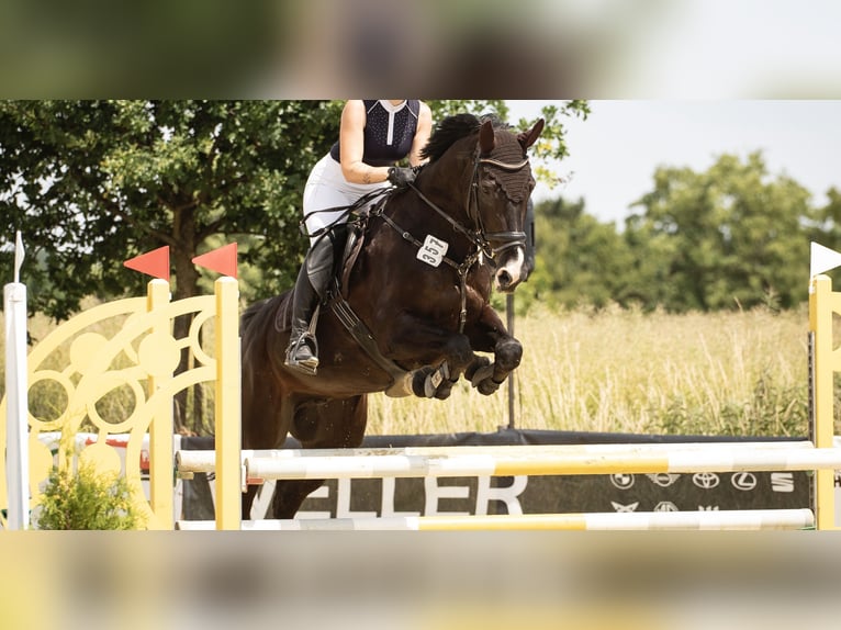 Holsteiner Wallach 17 Jahre 175 cm Schwarzbrauner in Melle