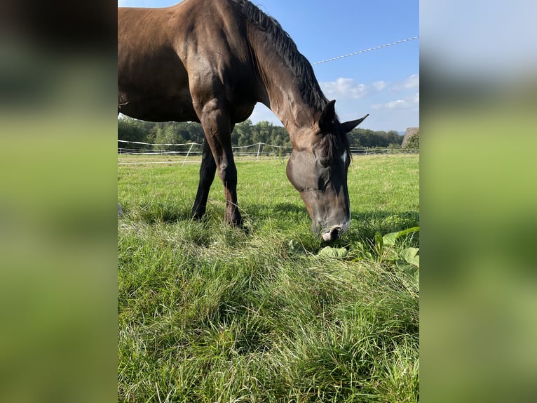 Holsteiner Wallach 17 Jahre 175 cm Schwarzbrauner in Melle