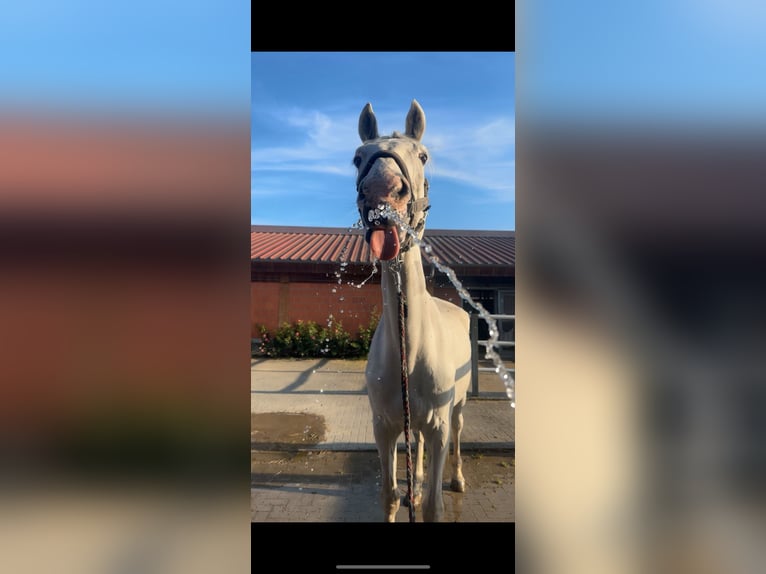 Holsteiner Wallach 17 Jahre 178 cm Schimmel in Karben