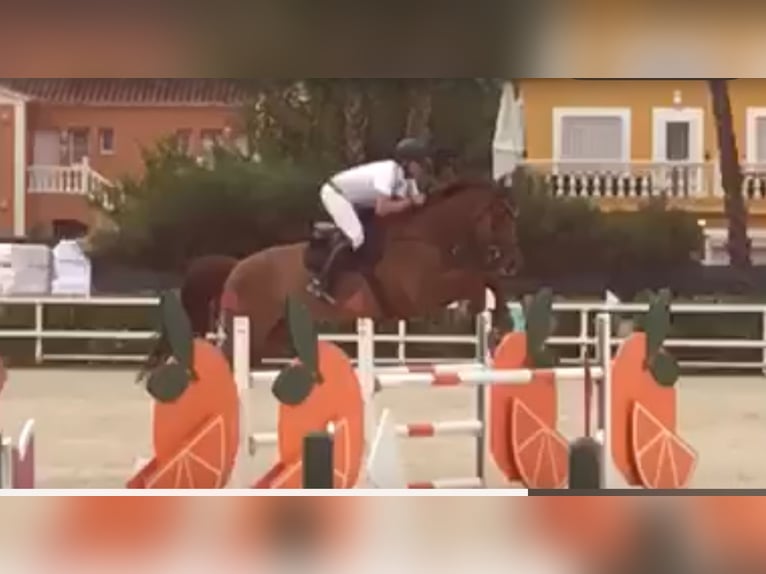 Holsteiner Wallach 17 Jahre 180 cm Dunkelfuchs in Castellon De La Plana/Castello De La Pla