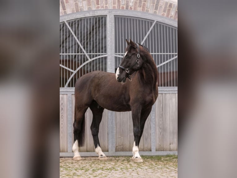 Holsteiner Wallach 17 Jahre 182 cm in Röttenbach