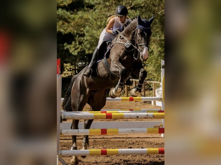 Holsteiner Wallach 17 Jahre 182 cm in Röttenbach