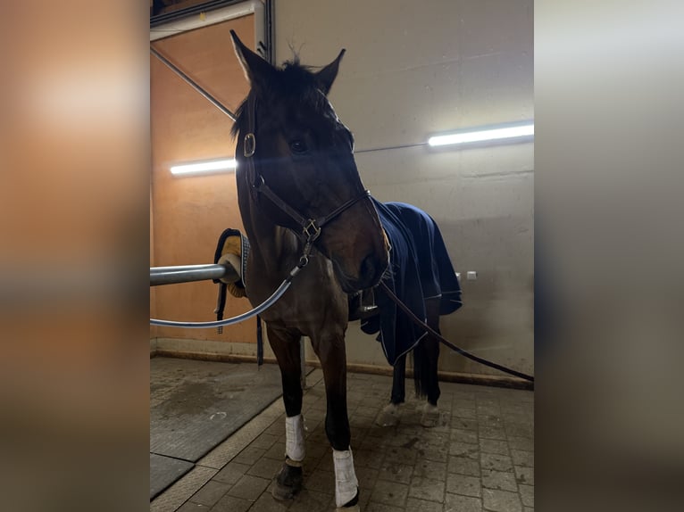 Holsteiner Wallach 17 Jahre 182 cm Dunkelbrauner in Ingolstadt