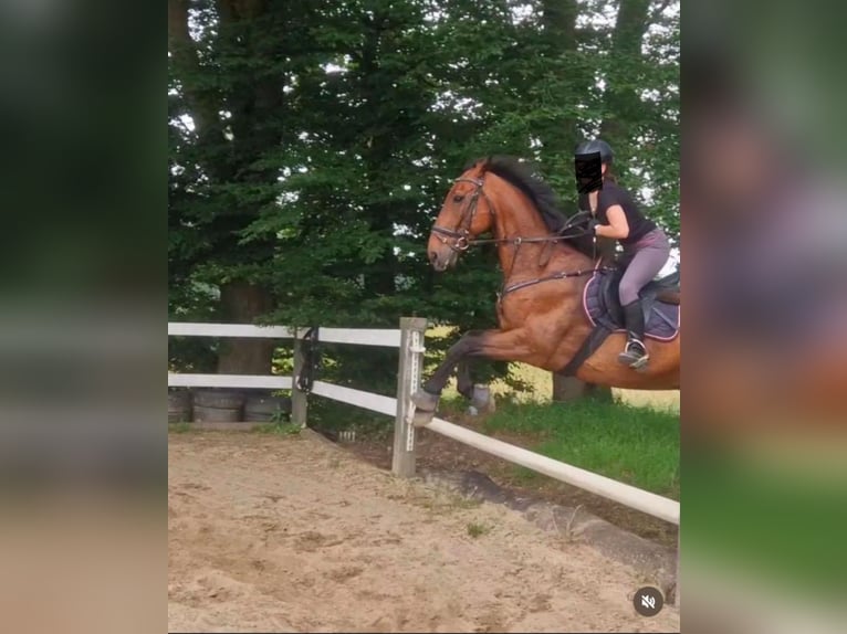 Holsteiner Wallach 17 Jahre 185 cm Brauner in Aichach