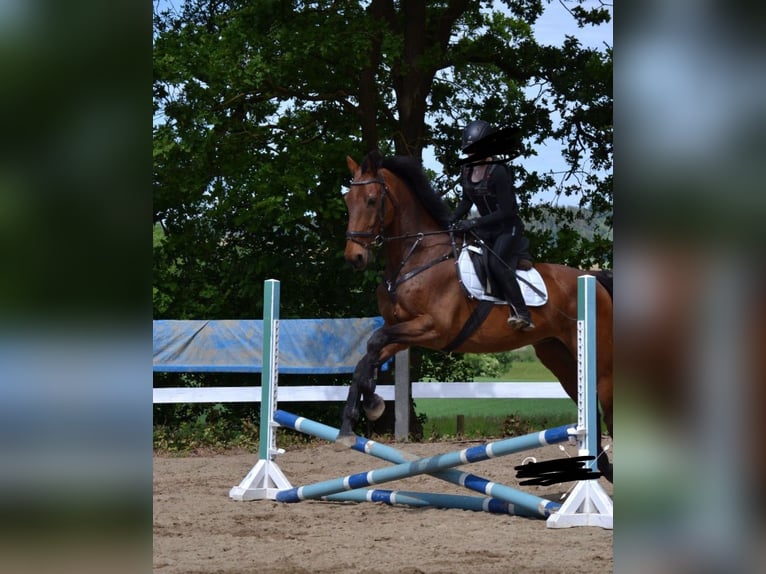 Holsteiner Wallach 17 Jahre 185 cm Brauner in Aichach