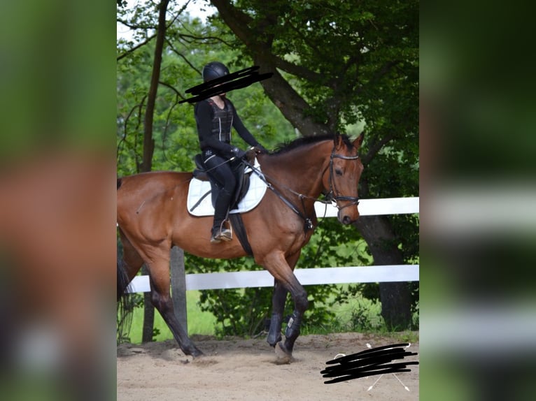 Holsteiner Wallach 17 Jahre 185 cm Brauner in Aichach