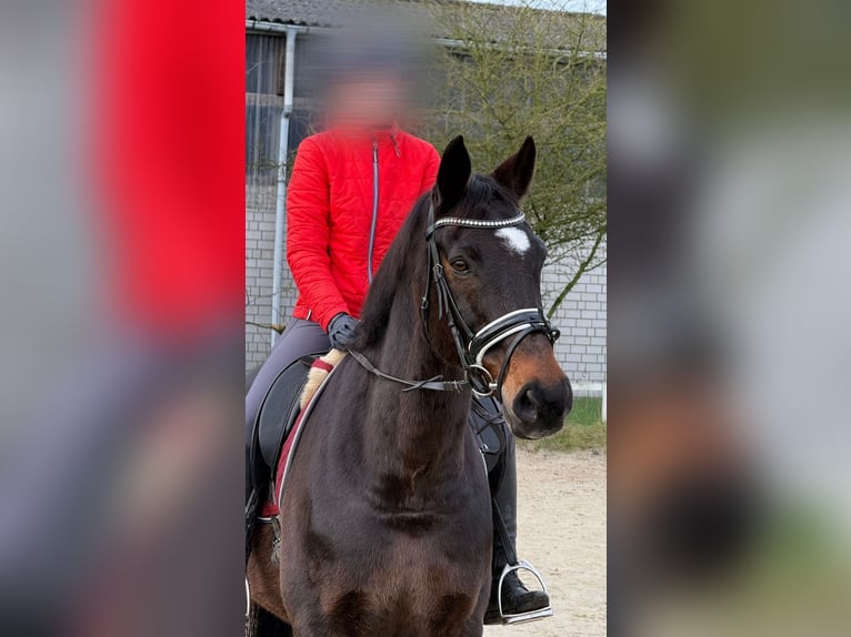 Holsteiner Wallach 18 Jahre 162 cm Dunkelbrauner in Bad Pyrmont