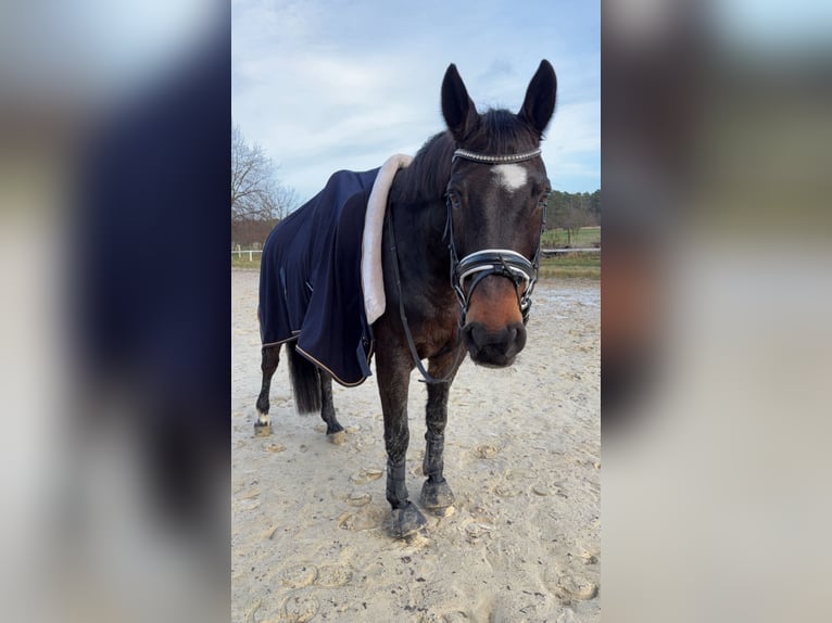 Holsteiner Wallach 18 Jahre 162 cm Dunkelbrauner in Bad Pyrmont