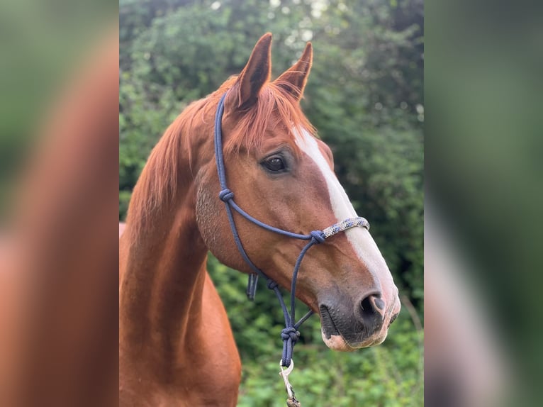 Holsteiner Wallach 18 Jahre 170 cm Fuchs in Jettingen-Scheppach