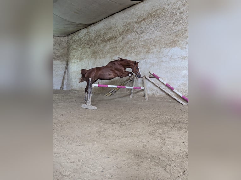 Holsteiner Wallach 18 Jahre 170 cm Fuchs in Jettingen-Scheppach