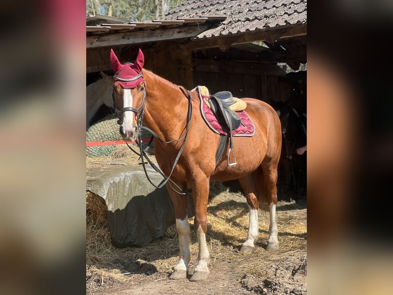 Holsteiner Wallach 18 Jahre 170 cm Fuchs in Jettingen-Scheppach