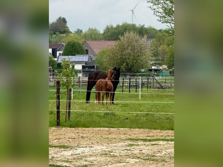 Holsteiner Wallach 18 Jahre 170 cm Schwarzbrauner in Waanrode