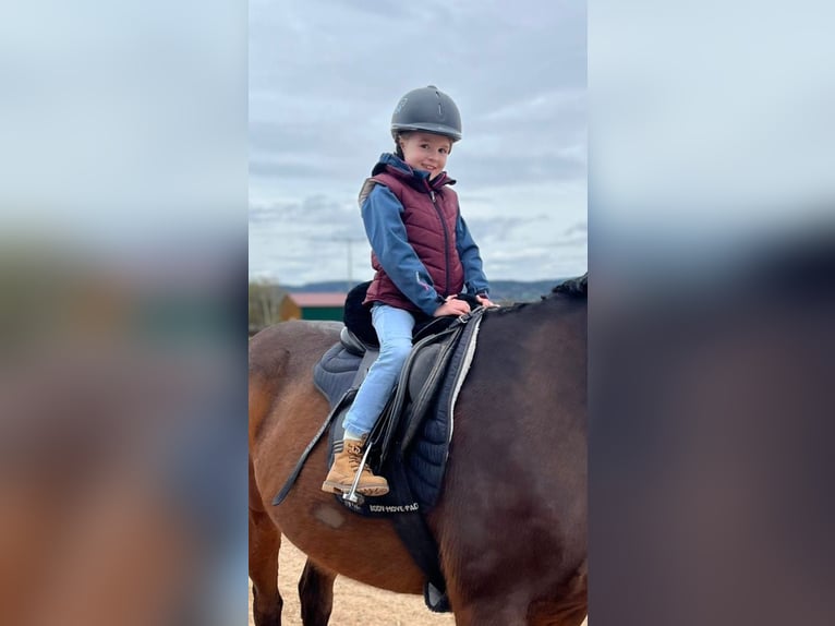 Holsteiner Wallach 18 Jahre 172 cm Brauner in Weiden