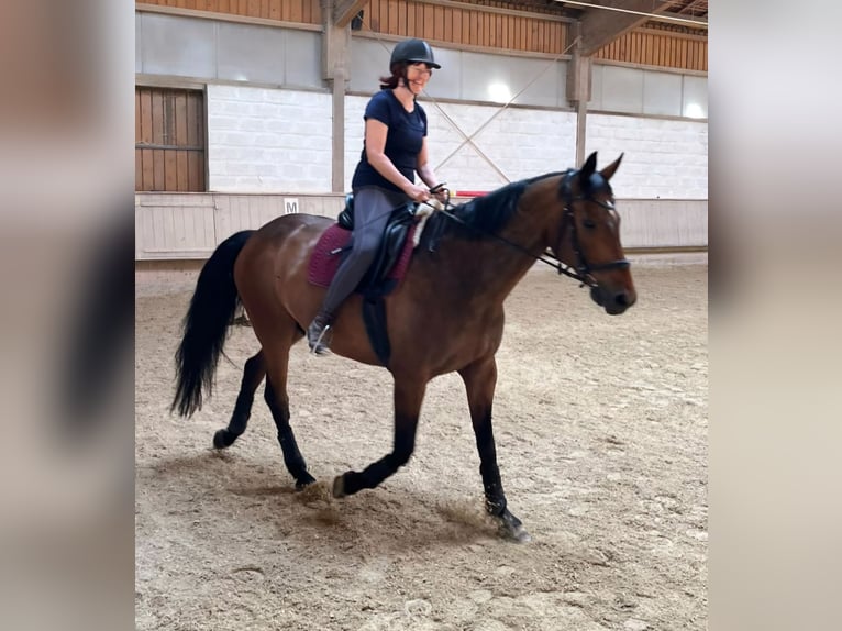 Holsteiner Wallach 18 Jahre 172 cm Brauner in Weiden