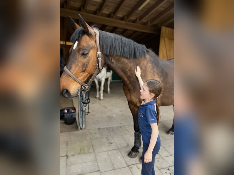 Holsteiner Wallach 18 Jahre 172 cm Brauner in Weiden