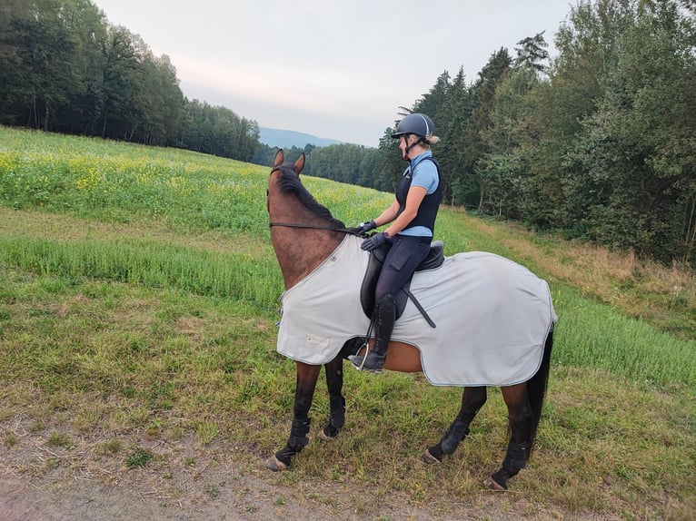 Holsteiner Wallach 18 Jahre 172 cm Brauner in Weiden