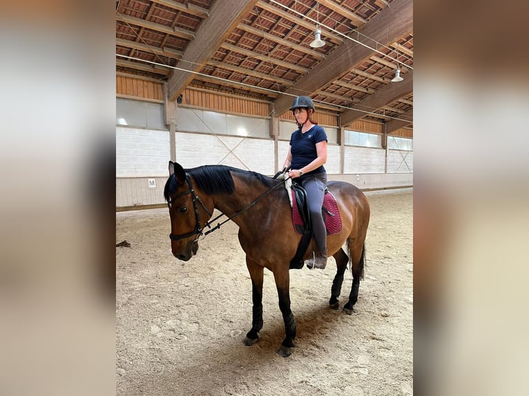 Holsteiner Wallach 18 Jahre 172 cm Brauner in Weiden