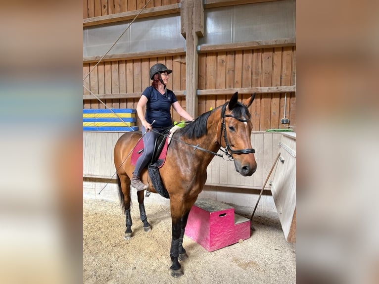 Holsteiner Wallach 18 Jahre 172 cm Brauner in Weiden