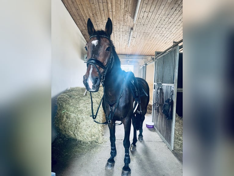 Holsteiner Wallach 18 Jahre 172 cm Dunkelbrauner in Callenberg