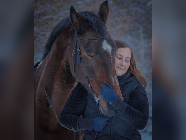 Holsteiner Mix Wallach 18 Jahre 173 cm Brauner in Merzig