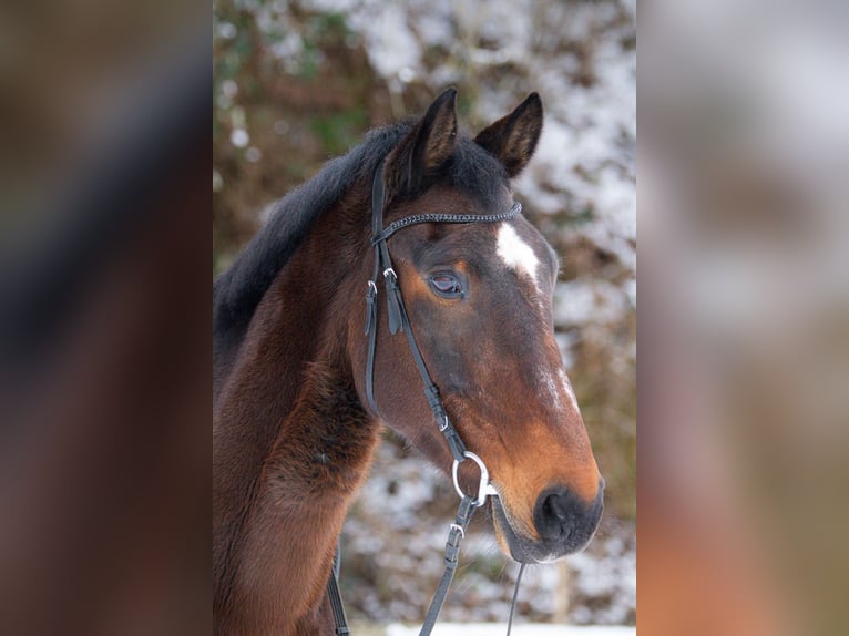 Holsteiner Mix Wallach 18 Jahre 173 cm Brauner in Merzig