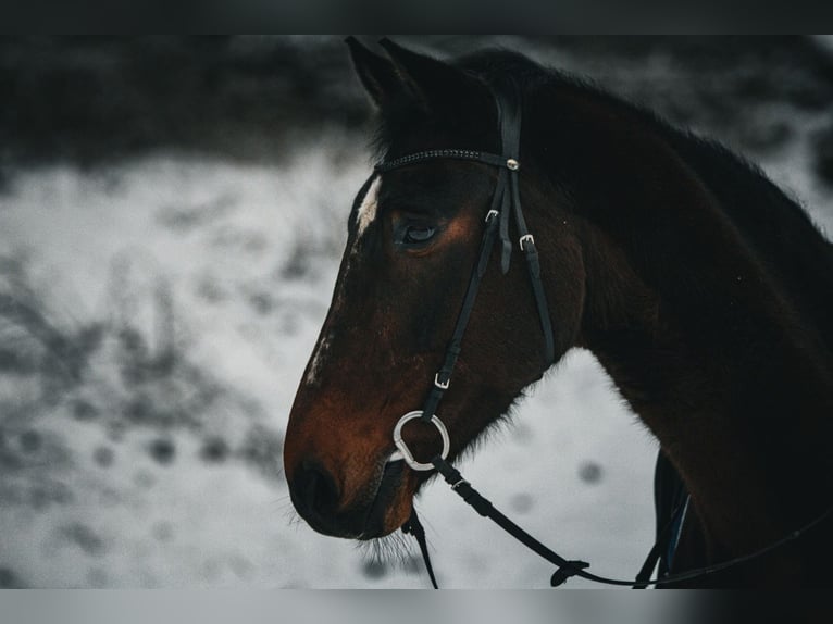 Holsteiner Mix Wallach 18 Jahre 173 cm Brauner in Merzig