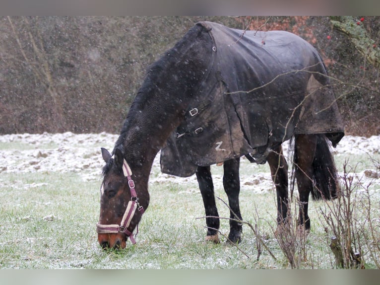 Holsteiner Mix Wallach 18 Jahre 173 cm Brauner in Merzig