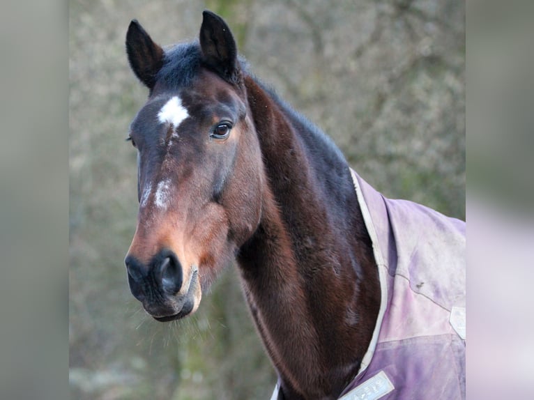 Holsteiner Mix Wallach 18 Jahre 173 cm Brauner in Merzig