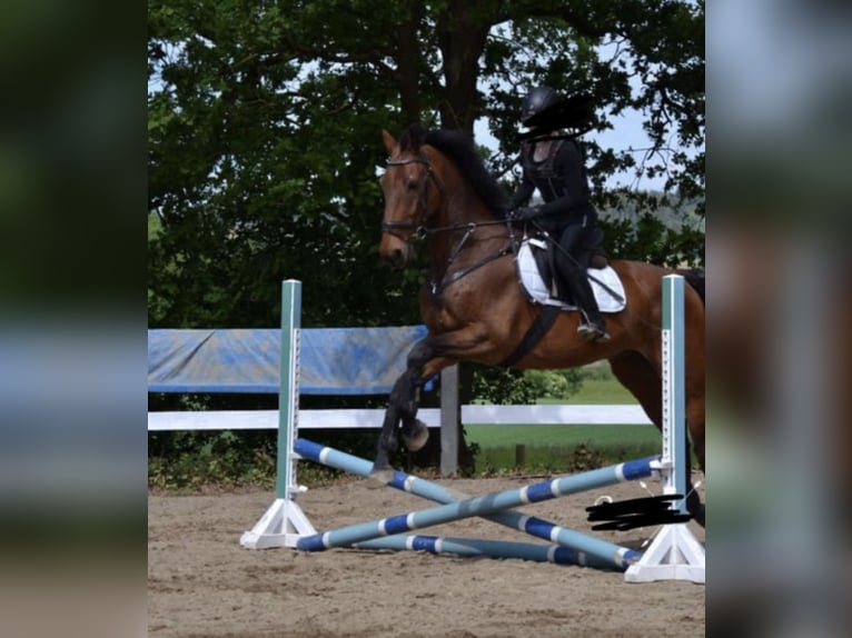 Holsteiner Wallach 18 Jahre 175 cm Brauner in Aichach