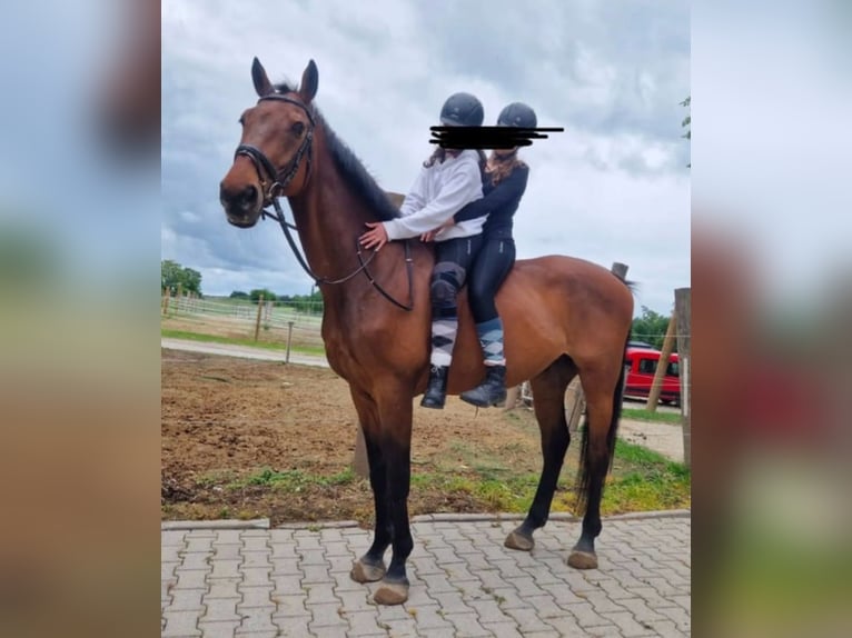 Holsteiner Wallach 18 Jahre 175 cm Brauner in Aichach