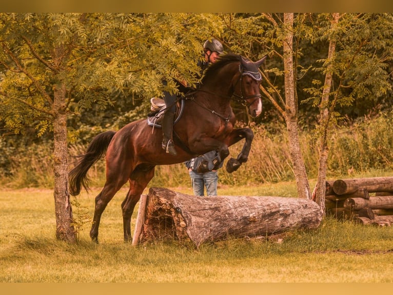 Holsteiner Wallach 18 Jahre 175 cm Brauner in Adelschlag