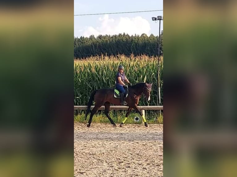Holsteiner Wallach 18 Jahre 175 cm Brauner in Adelschlag