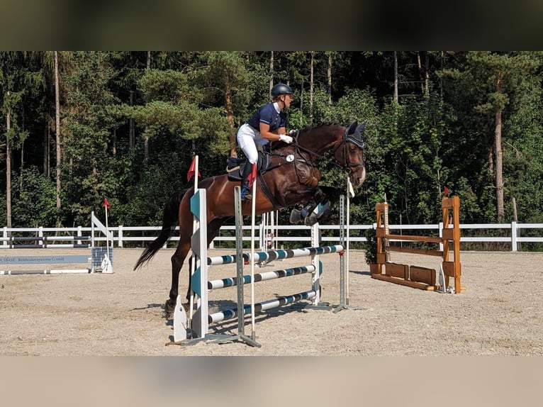 Holsteiner Wallach 18 Jahre 175 cm Brauner in Adelschlag