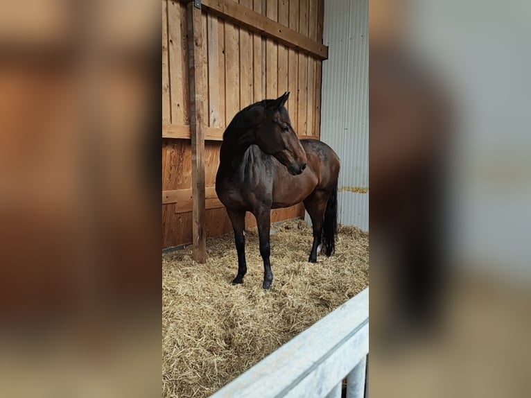 Holsteiner Wallach 18 Jahre 175 cm Dunkelbrauner in Offenburg