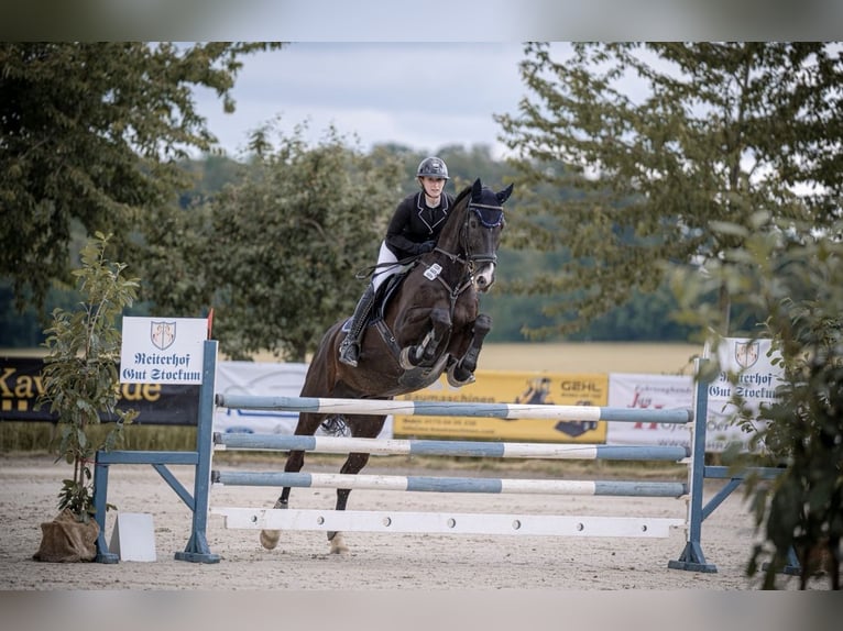 Holsteiner Wallach 18 Jahre 175 cm Schwarzbrauner in Melle