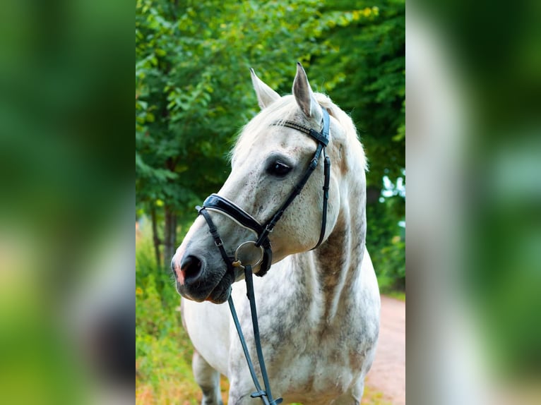 Holsteiner Wallach 18 Jahre 176 cm Schimmel in Eddelak