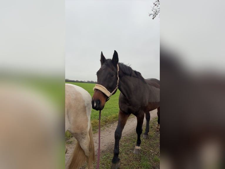 Holsteiner Wallach 18 Jahre 178 cm Brauner in Neustadt in Holstein