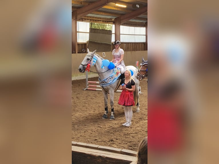 Holsteiner Wallach 18 Jahre 180 cm Schimmel in Stakendorf