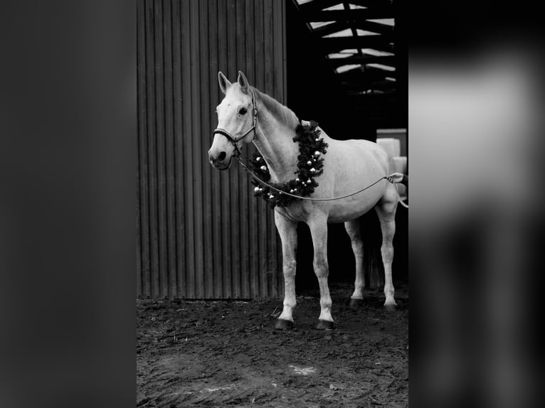 Holsteiner Wallach 18 Jahre 180 cm Schimmel in Stakendorf
