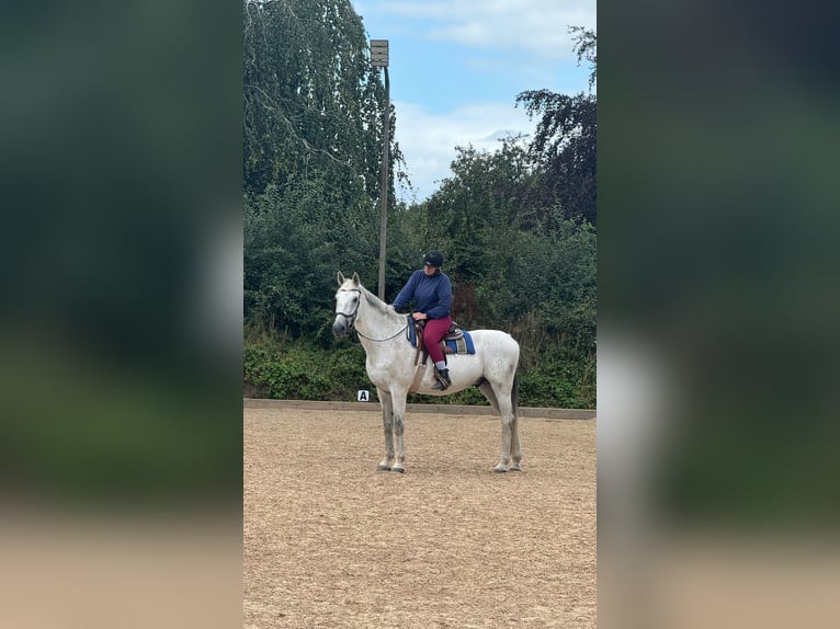 Holsteiner Wallach 18 Jahre 180 cm Schimmel in Stakendorf
