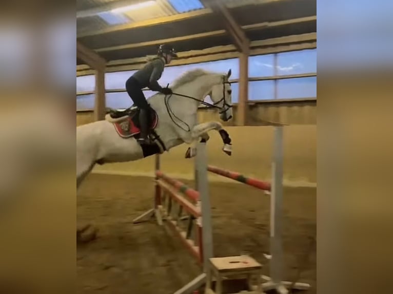 Holsteiner Wallach 18 Jahre 180 cm Schimmel in Stakendorf