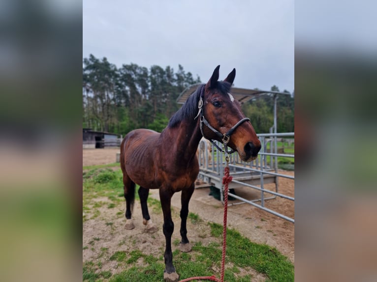 Holsteiner Wallach 18 Jahre in Forchheim