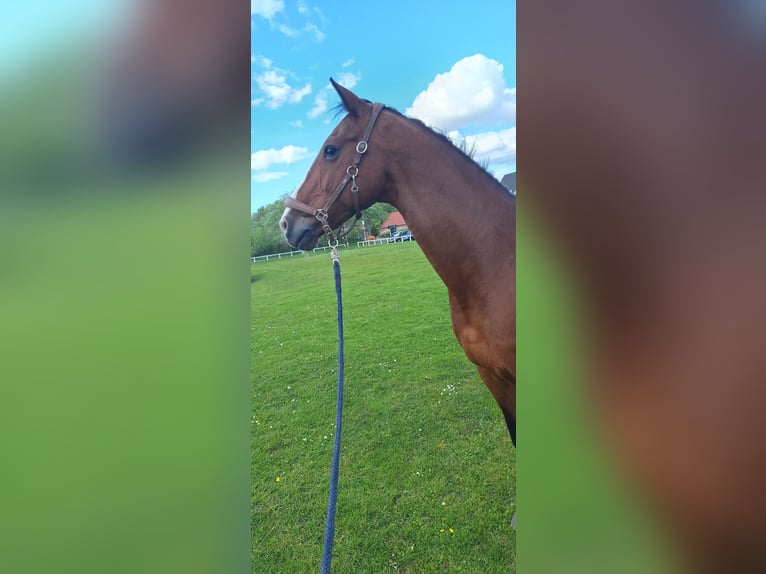 Holsteiner Wallach 19 Jahre 163 cm Brauner in Sankt Peter-Ording