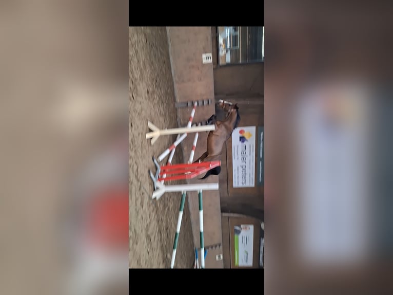 Holsteiner Wallach 19 Jahre 163 cm Brauner in Sankt Peter-Ording