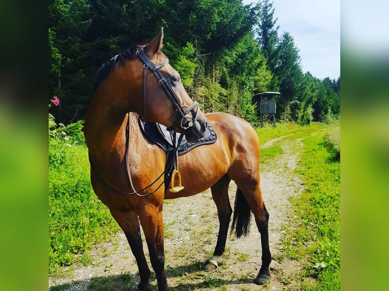 Holsteiner Wallach 19 Jahre 163 cm Brauner in Tuntenhausen/Schweizerberg