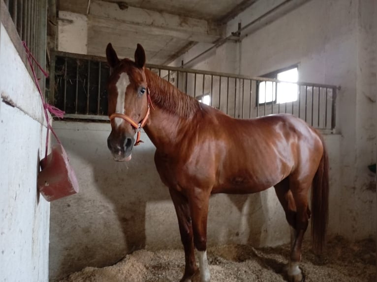 Holsteiner Wallach 19 Jahre 165 cm Dunkelfuchs in Nea Redestos, Thessaloniki