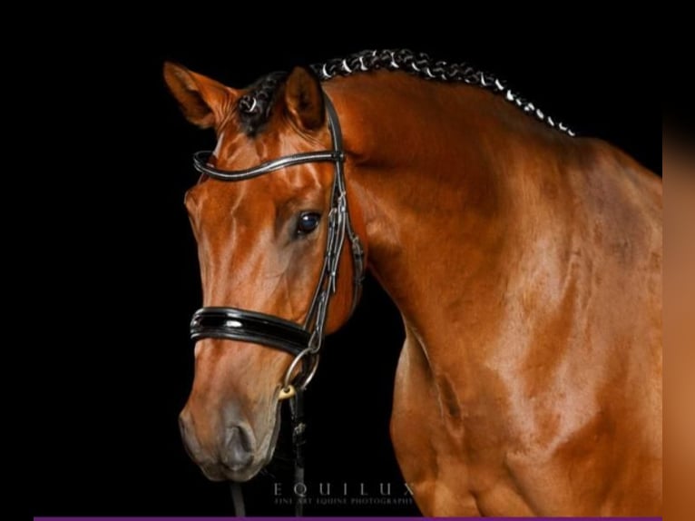 Holsteiner Wallach 19 Jahre 167 cm Brauner in Garding