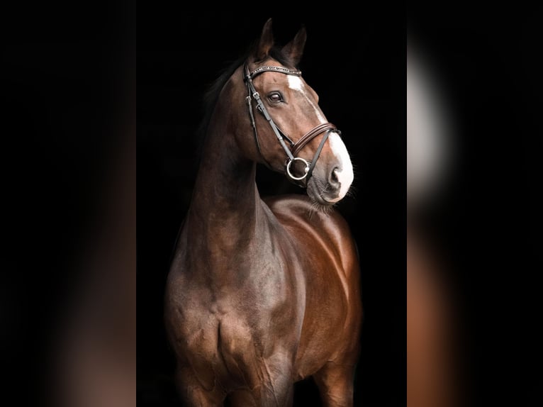 Holsteiner Wallach 19 Jahre 167 cm Dunkelbrauner in Ochtrup