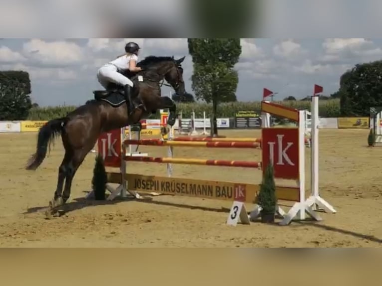Holsteiner Wallach 19 Jahre 167 cm Dunkelbrauner in Ochtrup